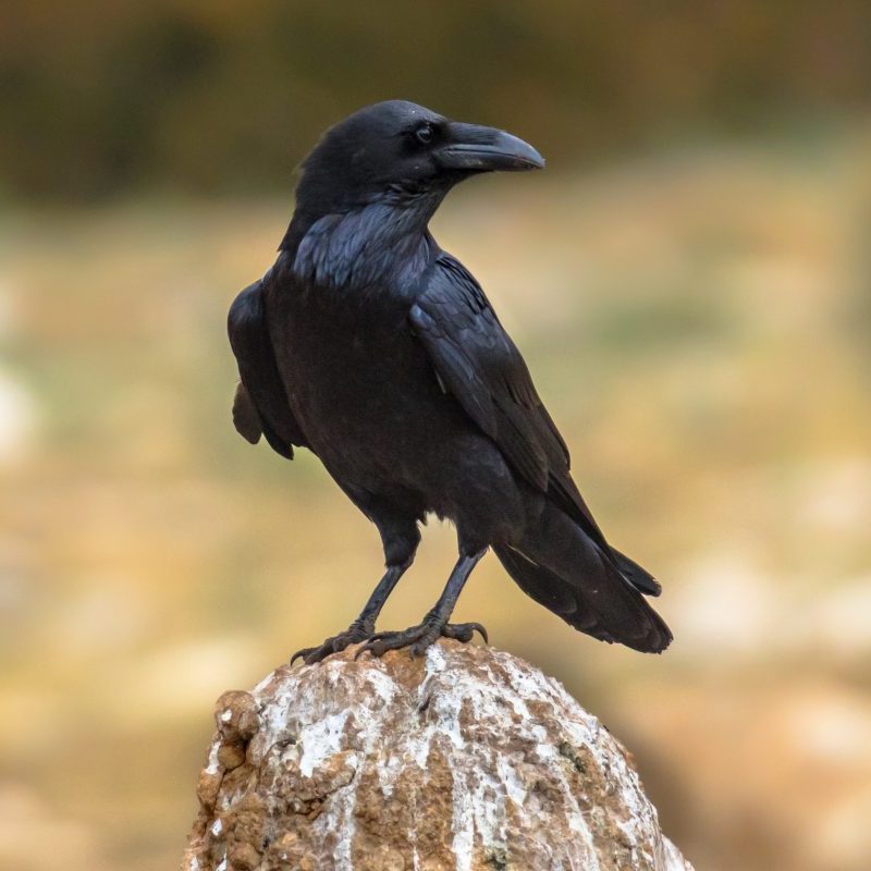 Understanding Ravencoin: A Community-Driven Approach to Decentralized&nbsp;Mining