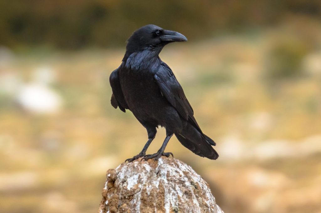 An image of a black raven - sybmol of Ravencoin -standing on a rock. The bird appears alert with gleaming black plumage. The background is out of focus with yellow tints.
